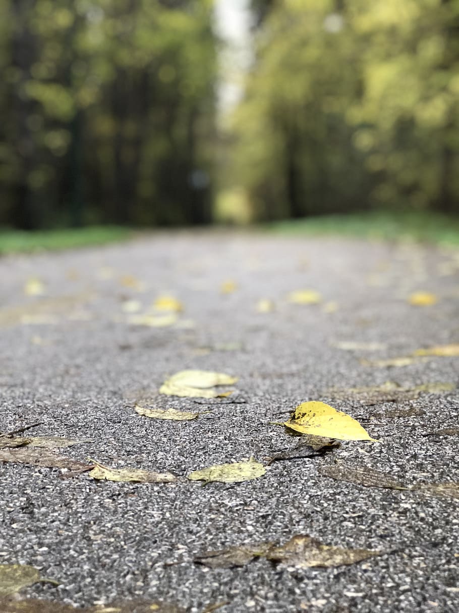 l'automne, la nature, excursion, paysage, randonnée, journée, partie de la plante, feuille, transport, personne, jaune, route, chute, lumière du soleil, asphalte, mise au point sélective, direction, signe, en plein air, rue, texturé, arbre, fermer, à la surface, changement, feuilles, 4K