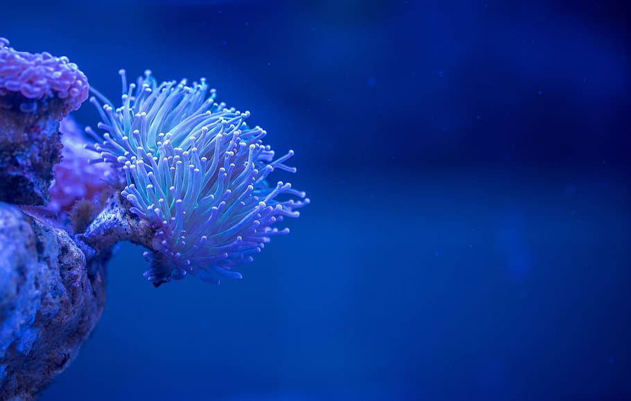 corallo, polipo, blu, subacqueo, animali allo stato selvatico, fauna selvatica, temi animali, vita marina, mare, marino, natura, acqua, animale, nessuno, sottomarino, animali in cattività, carro armato, acquario, bellezza nella natura, invertebrato, nuoto, all'aperto, viola, 5K