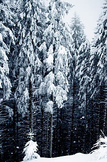 nieve, cubierto, Pinos, planta, árbol, abeto, abies, conífera, Bayern, hielo, al aire libre, naturaleza, Alemania, mal kohlgrub, invierno, alfombra, picea, escarcha, bosque, esquí, arboles, temperatura fría, belleza en la naturaleza, tierra, tranquilidad, escena tranquila, paisajes - naturaleza, árbol conífero, Pino, día, nadie, ambiente, montaña, escena no urbana, árbol de hoja perenne, nevando, bosque de pinos, Montaña cubierta de nieve, 5K, CC0, dominio público, libre de derechos