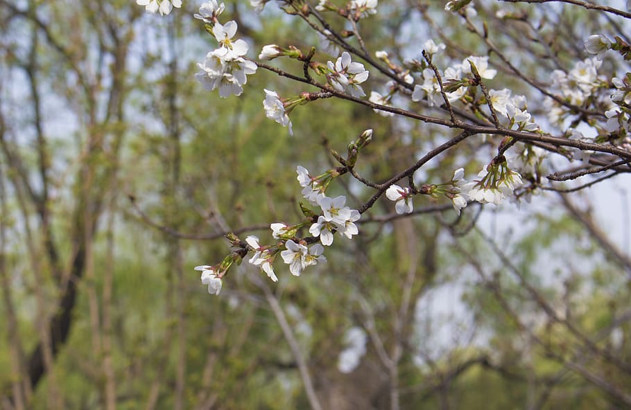 Kirsche, Frühling, Blumen, Pflanze, Blume, blühende Pflanze, Baum, Zerbrechlichkeit, Wachstum, Schönheit in der Natur, Ast, blühen, Frische, Verletzlichkeit, Natur, Fokus auf den Vordergrund, Tag, Nahansicht, keine Leute, weiße Farbe, Zweig, Botanik, draußen, Kirschblüte, Blütenkopf, Kirschbaum, 4K