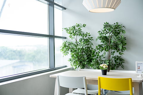 ikea, table, dining, chair, lamp, plant, natural, lifestyle, life, live, living, room, restaurant, simple, white, window, indoors, lighting equipment, glass - material, no people, potted plant, transparent, nature, seat, day, growth, tree, furniture, business, absence, domestic room, electric lamp, houseplant, 5K, CC0, public domain, royalty free