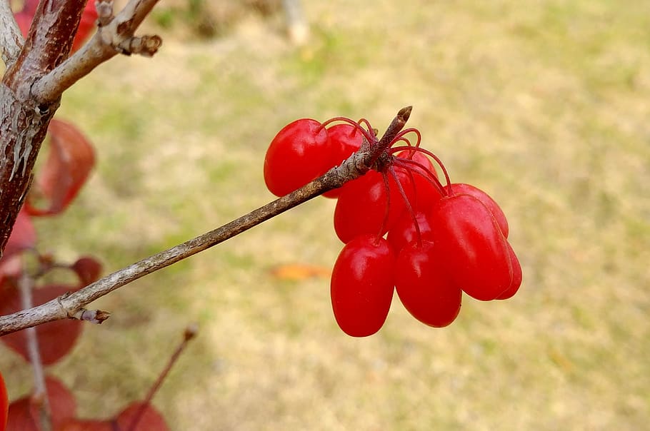 schisandra, cornus, fruita, vermell, sejong city, seongnam high school, menjar i beguda, menjar, planta, frescor, centrar-se en primer pla, alimentació saludable, primer pla, naturalesa, creixement, cap gent, benestar, dia, arbre, madur, vegetals, a l'aire lliure, tija de la planta, camp, 2K
