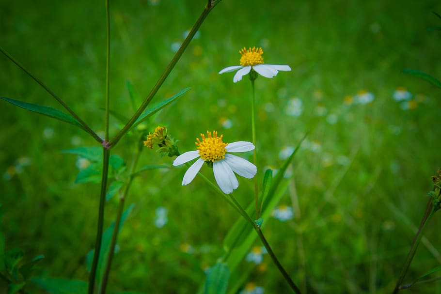 daisy, marco, grøn, forår, græs, blomstrende plante, blomst, plante, friskhed, sårbarhed, skrøbelighed, vækst, skønhed i naturen, tæt på, kronblad, grøn farve, plantestamme, blomsterhoved, blomsterstand, fokus på forgrunden, natur, ingen mennesker, gul, hvid farve, dag, pollen, udendørs, 4K