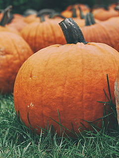 medium sized pumpkins., plant, pumpkin, produce, food, vegetable, squash, fungus, gourd, farm, autumn, harvest, pumpkin patch, fall, orchard, grass, yam, sweet potato, zucchini, grain, lawn, food and drink, freshness, orange color, healthy eating, wellbeing, close-up, field, no people, land, focus on foreground, nature, day, outdoors, still life, fruit, vegetarian food, 4K, CC0, public domain, royalty free