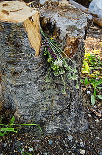 tronc d'arbre marró, planta, arbre, sòl, tronc de l'arbre, gerro, ceràmica, jar, planta en test, jardinera, herbes, monstre de l'arbre, falguera, full, bolets, fong, agaric, arrel, sequoia, heura, tronc, naturalesa, textura, dia, primer pla, escorça, cap gent, creixement, aspre, material de fusta, part de la planta, terra, centrar-se en primer pla, bosc, a l'aire lliure, molsa, fusta, planta morta, liquen, 4K, CC0, domini públic, lliure de regalies