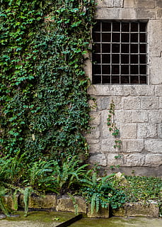 españa, salt, old, pattern, roman, nature, spain, got, window, girona, ancient, architecture, built structure, plant, building exterior, day, no people, growth, building, wall, wall - building feature, green color, outdoors, ivy, plant part, leaf, house, tree, residential district, stone wall, 4K, CC0, public domain, royalty free