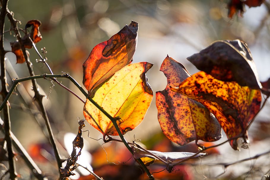 foglie, autunno, micro, foglia, parte vegetale, concentrarsi sulle conoscenze acquisite, avvicinamento, cibo, natura, cibo e bevande, colore arancione, nessuno, frutta, giorno, modificare, all'aperto, pianta, asciutto, mangiare sano, freschezza, albero, giallo, le foglie, maturo, condizione naturale, 5K