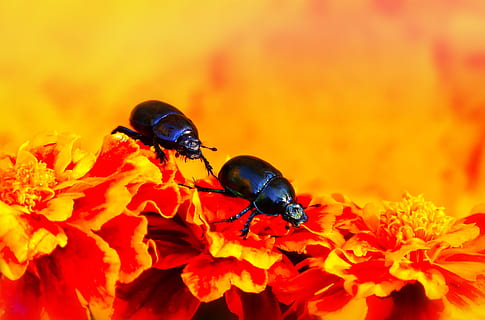 skovler skog, beatles, blomster, blomst, dyr, natur, ved retten av, virvelløse dyr, nærbilde, anlegg, hage, plen, insekter, antenner, modell, skjørhet, farge, vakker, i live, høst, årstider, miljøet, biologi, vegetasjon, virvelløse, insekt, dyreliv, dyre temaer, blomstrende plante, dyr i naturen, ett dyr, skjønnhet i naturen, petal, blomsterhodet, sårbarhet, friskhet, inflorescence, vekst, pollinering, ingen folk, 4K, CC0, offentlig domene, opphavsrett gratis