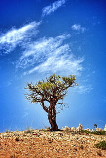árbol, colina, azul, cielo, blanco, nubes, cielo azul, nube, amanecer, Desierto, seco, paisaje, soledad, naturaleza, parque, arena, escénico, serenidad, piedra, madera, planta, nube - cielo, escena tranquila, tierra, paisajes - naturaleza, belleza en la naturaleza, tranquilidad, día, campo, ambiente, nadie, escena no urbana, luz del sol, crecimiento, al aire libre, clima árido, 1080P, CC0, dominio público, libre de derechos