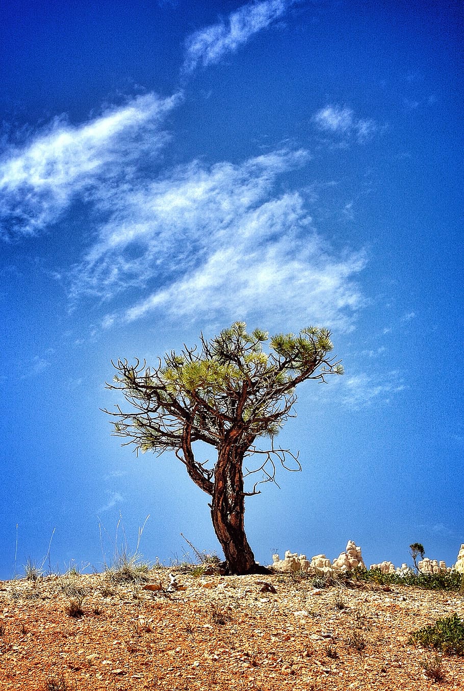 arbre, turó, blau, cel, blanc, núvols, cel blau, núvol, alba, desert, sec, paisatge, la soledat, naturalesa, parc, sorra, escènic, serenitat, solitud, pedra, fusta, planta, núvol - cel, escena tranquil·la, terra, escenics - natura, bellesa a la natura, tranquil·litat, dia, camp, medi ambient, cap gent, escena no urbana, llum solar, creixement, a l'aire lliure, clima àrid, 1080P