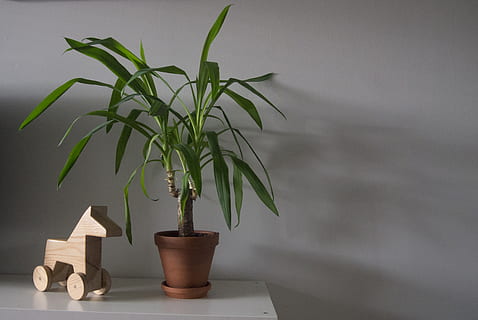 grøn majs plante, plante, gryde, bambus, blad, Palme træ, træ, Palme-familien, hamp, hylde, møbel, skab, bordplade, hjørne, vin, krydsfiner, reol, arkitektur, buet, vækst, indendørs, potteplante, natur, ingen mennesker, studio skud, grøn farve, plante del, finansiere, skønhed i naturen, vase, skrøbelighed, tæt på, sårbarhed, enkelhed, blomsterkrukke, stueplante, lille, 2K, CC0, offentligt domæne, royaltyfrie