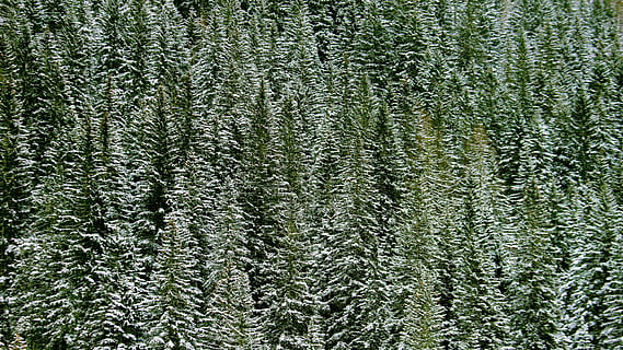 Kiefern, tagsüber, Pflanze, Baum, abies, Tanne, Nadelbaum, Kiefer, Teppich, Fichte, Hanf, Lärche, Tröpfchen, Möbel, Kabinett, Laube, draußen, Garten, Weide, Blume, Lupine, blühen, Wachstum, grüne Farbe, Hintergründe, keine Leute, Schönheit in der Natur, Wald, Vollbild, Natur, Tag, Land, Szenen - Natur, Ruhe, Umgebung, üppiges Laub, Laub, Kiefernwald, Tannenbaum, immergrüner Baum, 5K, CC0, gemeinfrei, lizenzfrei