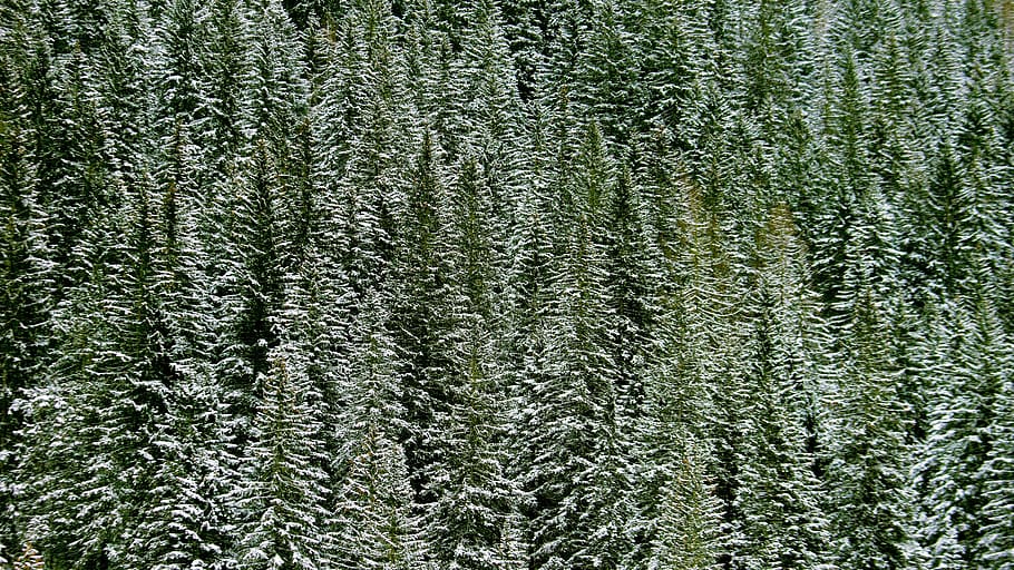 pins, durant el dia, planta, arbre, abies, avet, conífera, pi, catifa, picea, cànem, làrix, gota, mobles, gabinet, arbor, a l'aire lliure, jardí, salze, flor, lupin, creixement, color verd, fons, cap gent, bellesa a la natura, bosc, marc complet, naturalesa, dia, arbre de coníferes, terra, escenics - natura, tranquil·litat, medi ambient, exuberant fullatge, fullatge, bosc de pi, arbre de fulla perenne, 5K