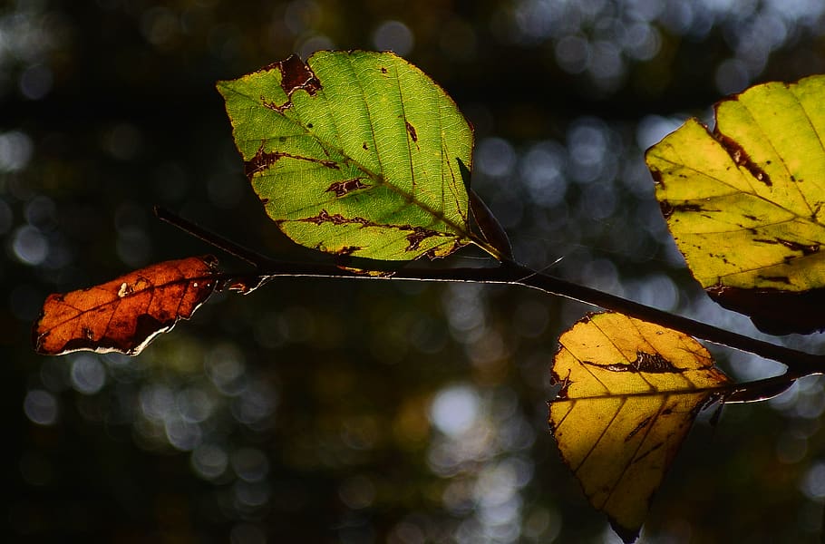 verd, groc, fulles, faig, full, part de la planta, tardor, canvi, naturalesa, primer pla, centrar-se en primer pla, cap gent, dia, vena de la fulla, bellesa a la natura, sec, a l'aire lliure, planta, arbre, tranquil·litat, vulnerabilitat, condició natural, fulla d'auró, col·lecció de tardor, caure, 2K