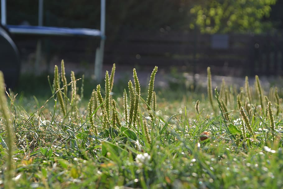 prat, herba, focus, macro, paisatge, estiu, verd, descans, sort, satisfacció, planta, creixement, enfocament selectiu, naturalesa, terra, color verd, dia, cap gent, camp, bellesa a la natura, primer pla, frescor, a l'aire lliure, vulnerabilitat, fragilitat, flor, tranquil·litat, llum solar, planta amb flors, fulla d'herba, nivell superficial, 5K