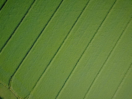 aerial, view, large, patch, full frame, backgrounds, green color, no people, growth, pattern, beauty in nature, agriculture, landscape, plant, nature, day, land, environment, textured, rural scene, natural pattern, field, high angle view, in a row, 4K, CC0, public domain, royalty free