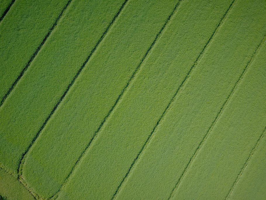 aèria, vista, gran, pegat, marc complet, fons, color verd, cap gent, creixement, patró, bellesa a la natura, agricultura, paisatge, planta, naturalesa, dia, terra, medi ambient, textura, escena rural, patró natural, camp, vista d’angle alt, en fila, 4K