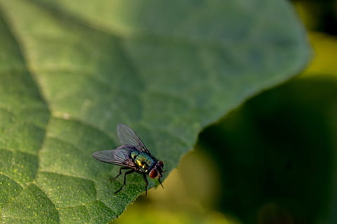 flyve, insekt, insekter, bugs, makro, tæt, tæt på, lille, lille bitte, grøn, blad, blade, plante, have, natur, naturlig, øjne, vinger, detalje, hvirvelløse, et dyr, dyreliv, dyrefløj, dyre temaer, dyr, plante del, dyr i naturen, grøn farve, flue, fokus på forgrunden, dag, ingen mennesker, skønhed i naturen, udendørs, dyr øje, sommerfugl - insekt, 4K, CC0, offentligt domæne, royaltyfrie
