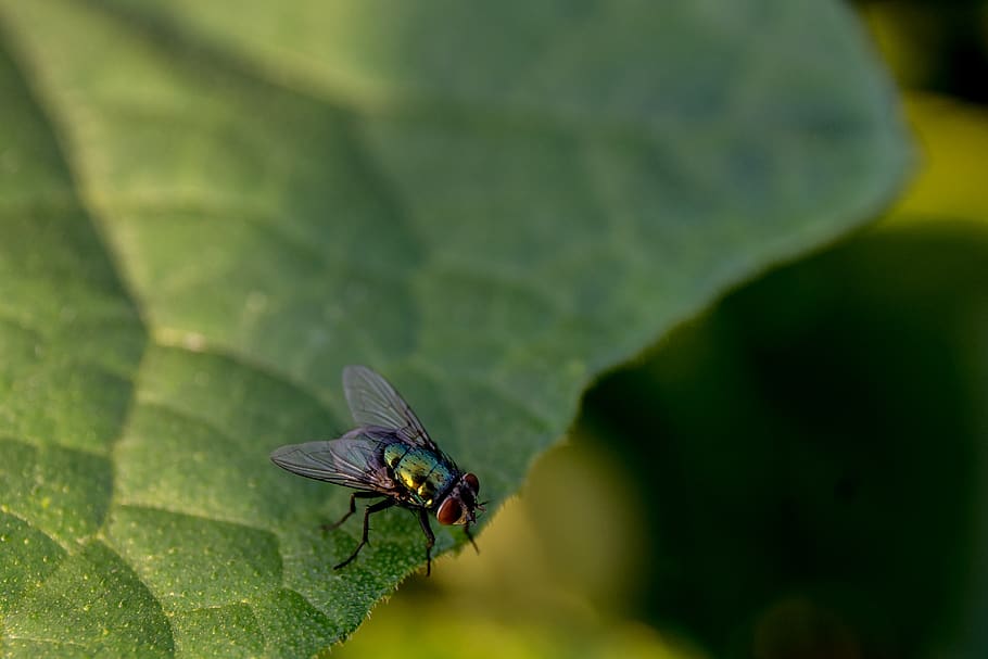 flyve, insekt, insekter, bugs, makro, tæt, tæt på, lille, lille bitte, grøn, blad, blade, plante, have, natur, naturlig, øjne, vinger, detalje, hvirvelløse, et dyr, dyreliv, dyrefløj, dyre temaer, dyr, plante del, dyr i naturen, grøn farve, flue, fokus på forgrunden, dag, ingen mennesker, skønhed i naturen, udendørs, dyr øje, sommerfugl - insekt, 4K