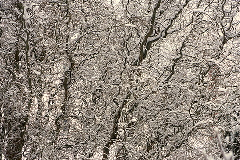 snoet, træer, sne, grene, knudrede, hypnotiserende, mønster, kruseduller, kviste, vinter, kold, Skov, gnarly, skræmmende, træ, baggrunde, fuld ramme, plante, ingen mennesker, dag, tekstureret, natur, ru, skønhed i naturen, udendørs, vækst, tæt på, træstamme, afdeling, jord, bagagerum, ro, bare træ, abstrakte baggrunde, 5K, CC0, offentligt domæne, royaltyfrie