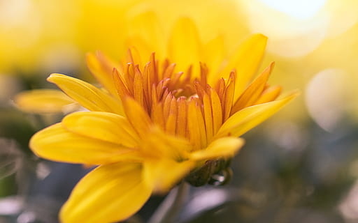 aster, groc, brillant, composites, flor, planta amb flors, frescor, bellesa a la natura, planta, cap de flor, pètal, fragilitat, primer pla, vulnerabilitat, inflorescència, enfocament selectiu, naturalesa, creixement, color vibrant, cap gent, primavera, a l'aire lliure, pol·len, jardí ornamental, suavitat, enfocament suau, 5K, CC0, domini públic, lliure de regalies