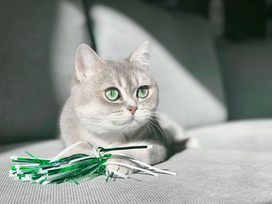 grijze kat, huisdieren, huiselijk, huiskat, kat, één dier, katachtig, zoogdier, gewerveld, portret, kijkend naar de camera, geen mensen, blad, deel van de plant, op zoek, detailopname, focus op de voorgrond, snorhaar, zorg, 4K