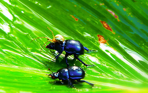due beatles neri, pesce, animale, insetto, invertebrato, Scarabeo stercorario, aracnide, ragno, afide, lumaca, pianta, foglia, vedova Nera, formica, primavera, ragno di giardino, viola del pensiero, fiorire, fiore, uccello, merlo, fauna selvatica, temi animali, animali allo stato selvatico, parte vegetale, un animale, colore verde, avvicinamento, crescita, scarafaggio, nessuno, natura, messa a fuoco selettiva, giorno, fragilità, bellezza nella natura, 4K, CC0, dominio pubblico, privo di copyright