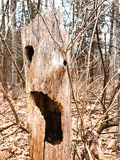 Fermer, photo, marron, en bois, arbre, écorce, branche, branches, du froid, arbre mort, sinistre, environnement, forêt, gel, creux, paysage, la nature, saison, effrayant, des arbres, tronc, hiver, bois, les bois, plante, se concentrer sur le premier plan, journée, personne, tronc d'arbre, bois - matériau, arbre nu, en plein air, terre, texturé, endommagé, tranquillité, plante morte, 4K, CC0, domaine public, libre de droits