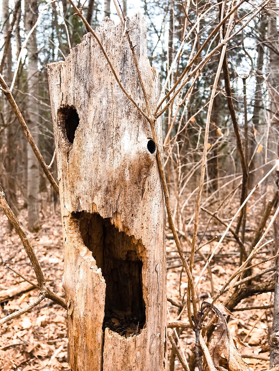 tancar, foto, marró, fusta, arbre, escorça, branca, branques, fred, arbre mort, misteriós, medi ambient, bosc, gelades, buit, paisatge, naturalesa, temporada, fantasmal, arbres, tronc, hivern, boscos, planta, centrar-se en primer pla, dia, cap gent, tronc de l'arbre, material de fusta, arbre nu, a l'aire lliure, primer pla, terra, textura, espatllat, tranquil·litat, planta morta, 4K
