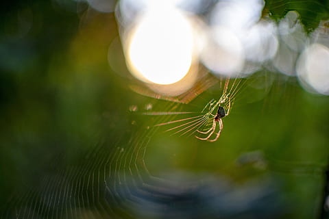 spider, web, cobweb, nature, close up, animal world, insect, summer, sun, rest, animals in the wild, close-up, spider web, invertebrate, animal themes, one animal, animal wildlife, focus on foreground, fragility, animal, arachnid, selective focus, arthropod, day, no people, vulnerability, survival, outdoors, animal leg, small, 5K, CC0, public domain, royalty free