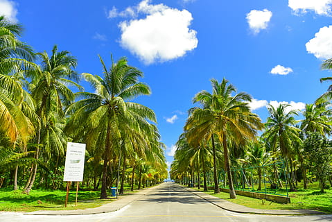 gray, concrete, road, palm trees, clouds, coast, coconut tree, computer wallpaper, daylight, daytime, exotic, idyllic, maldives, ocean, palm, paradise, people, resort, sand, sea, shore, sky, summer, sun, tourism, trees, tropical, tropics, vacation, water, tree, plant, tropical climate, palm tree, the way forward, direction, transportation, day, green color, nature, cloud - sky, sign, no people, diminishing perspective, beauty in nature, treelined, outdoors, growth, tropical tree, coconut palm tree, 5K, CC0, public domain, royalty free