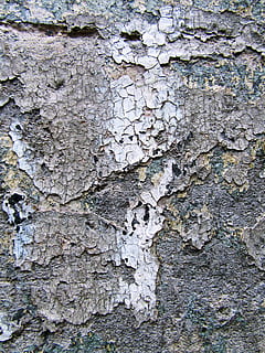 šedý rámeček, rostlina, strom, kmen stromu, přízemní, textura, Skála, bříza, hmyz, bezobratlý, zvíře, kriketový hmyz, asfaltovat, asfalt, dehet, beton, dub, list, klen, abies, jedle, texturou, celý rám, pozadí, hrubý, detail, zvětralý, nikdo, den, kufr, stavba, nástěnný prvek, venku, rostlinné kůry, vzor, starý, architektura, poškozen, zeď, zhoršení, efekt, lišejník, zničil, 2K, CC0, veřejná doména, bez autorských práv
