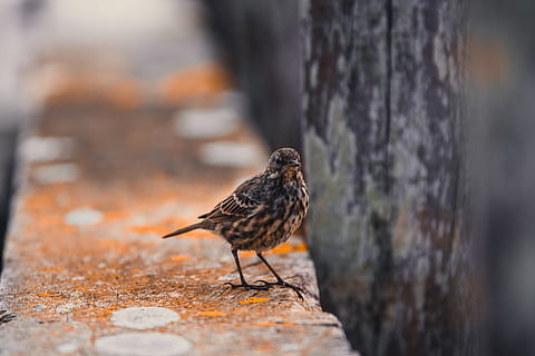 ocell gris, ocell, animal, pardal, anthus, pinzell, òxid, fusta, merla, Agelaius, vida salvatge, naturalesa, liquen, plomes, bonic, petit, salvatge, taronja, arbre, planta, bec, temes d'animals, un animal, animals a la natura, fauna animal, vertebrats, dia, tronc de l'arbre, tronc, enfocament selectiu, cap gent, a l'aire lliure, centrar-se en primer pla, material de fusta, posat, primer pla, longitud completa, 5K, CC0, domini públic, lliure de regalies