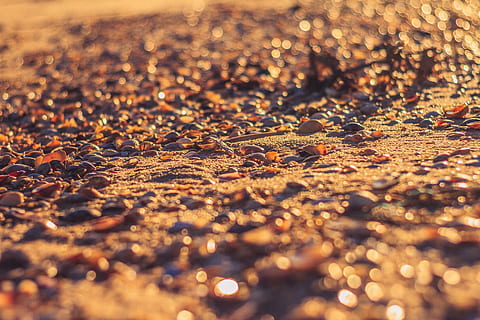 sorra durant la posta de sol, portugal, tavira, platja, sorra, còdols, shell, brillant, primer pla, detall, bokeh, textura, daurat, groc, sòl, Carretera bruta, grava, carretera, petxines, textures, enfocament selectiu, cap gent, llum solar, naturalesa, marc complet, dia, terra, fons, a l'aire lliure, part de la planta, full, nivell superficial, bellesa a la natura, aigua, tardor, tranquil·litat, sec, humit, canvi, fulles, 5K, CC0, domini públic, lliure de regalies