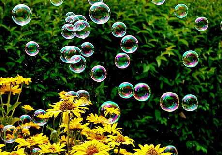 soap bubbles, colorful, summer, float, slightly, ease, make soap bubbles, soapy water, balls, vulnerability, fragility, bubble, plant, flowering plant, flower, nature, freshness, mid-air, growth, soap sud, day, close-up, beauty in nature, no people, focus on foreground, multi colored, bubble wand, green color, outdoors, flower head, 5K, CC0, public domain, royalty free