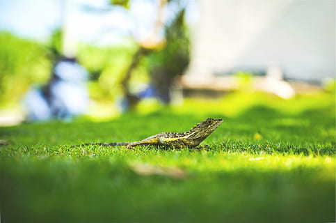 llangardaix, herba, temes d'animals, un animal, animal, fauna animal, color verd, animals a la natura, planta, enfocament selectiu, naturalesa, rèptil, cap gent, vista lateral, dia, a l'aire lliure, vertebrats, longitud completa, llum solar, camp, vista del perfil, iguana, 1080P, CC0, domini públic, lliure de regalies
