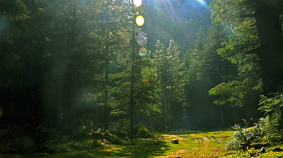 Indien, Kasol, Baum, Pflanze, Wald, Land, Schönheit in der Natur, Wachstum, Ruhe, grüne Farbe, Natur, ruhige Szene, Tag, Nicht-städtische Szene, Szenen - Natur, keine Leute, Sonnenlicht, Baumstamm, Kofferraum, Sonnenstrahl, draußen, Linseneffekt, Streaming, 4K, CC0, gemeinfrei, lizenzfrei