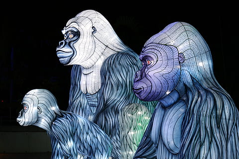 carta da parati della gorilla 3d, scultura, zoo taronga, Australia, Mosman, arte, gorilla, dettaglio, scultura leggera, linea, disegno, busto, statua, artemis, alieno, arte Moderna, anubis, antico Egitto, vivido, sydney, arte e artigianato, rappresentazione, creatività, rappresentazione umana, mestiere, nessuno, somiglianza maschile, credenza, religione, avvicinamento, spiritualità, in casa, architettura, sfondo nero, natura, 8K, CC0, dominio pubblico, privo di copyright