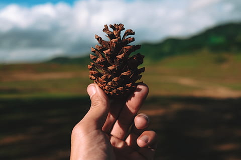 person, holding, brown, pine cone, hand, human hand, human body part, focus on foreground, one person, nature, real people, close-up, day, personal perspective, plant, sky, field, body part, finger, environment, land, landscape, outdoors, human limb, 4K, CC0, public domain, royalty free