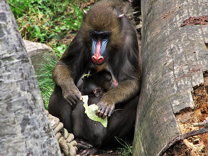 babon, monyet, binatang, duduk, mamalia, kewaspadaan, kecil, manis, merapatkan, bulu, dewasa, ancaman, coklat, liar, tersembunyi, keluarga, keturunan, perang cat, tema binatang, hewan, satwa liar hewan, binatang di alam liar, primata, bertulang belakang, makan, pohon, tidak ada orang, mulut terbuka, mulut, hari, satu binatang, makanan, di luar rumah, binatang muda, menanam, keluarga hewan, 5K, CC0, domain publik, bebas royalti