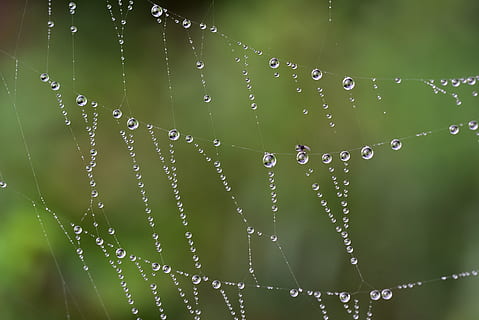 teranyina, degoteig, rosada, naturalesa, gota de rosada, web, perles, morgentau, insecte, gota d’aigua, teranyines, aigua, al matí, gota de pluja, tardor, místic, licitació, bé, sensible, presa, volar, capturat, tirar, fragilitat, centrar-se en primer pla, vulnerabilitat, primer pla, humit, cap gent, bellesa a la natura, planta, patró natural, color verd, dia, part de la planta, full, aranya, frescor, pluja, a l'aire lliure, complexitat, temporada de pluges, puresa, fulla d'herba, 5K, CC0, domini públic, lliure de regalies