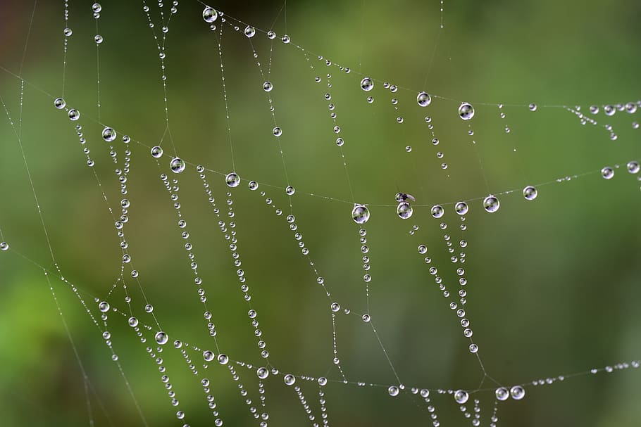 teranyina, degoteig, rosada, naturalesa, gota de rosada, web, perles, morgentau, insecte, gota d’aigua, teranyines, aigua, al matí, gota de pluja, tardor, místic, licitació, bé, sensible, presa, volar, capturat, tirar, fragilitat, centrar-se en primer pla, vulnerabilitat, primer pla, humit, cap gent, bellesa a la natura, planta, patró natural, color verd, dia, part de la planta, full, aranya, frescor, pluja, a l'aire lliure, complexitat, temporada de pluges, puresa, fulla d'herba, 5K