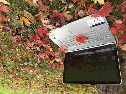 laptop, notebook, tree, trees, outdoor, outside, leaves, fall, red, green, hp, nature, leaf, plant part, autumn, communication, high angle view, text, no people, plant, day, change, western script, falling, beauty in nature, outdoors, field, publication, land, grass, message, maple leaf, 4K, CC0, public domain, royalty free