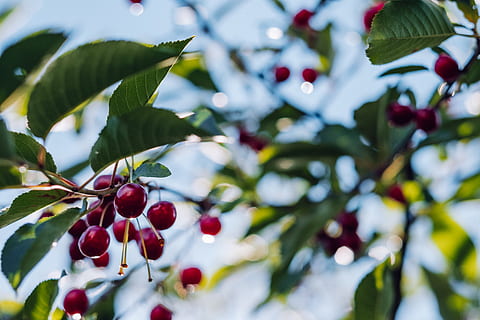Kirschbaum, Kirsche, Obst, produzieren, Flora, Lebensmittel, Pflanze, wyręba, Polen, Baum, Ast, Blume, blühen, Pflaume, Zweig, Sommer-, Blau, Buchse, klar, Tag, Essen und Trinken, gesundes Essen, Blatt, Pflanzenteil, Frische, Beerenfrucht, Wachstum, rot, Nahansicht, keine Leute, Fokus auf den Vordergrund, Natur, Wohlbefinden, reif, draußen, Vogelbeere, Rote Johannisbeere, 5K, CC0, gemeinfrei, lizenzfrei