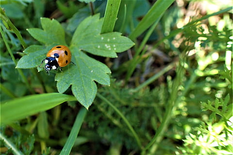 ladybug, green, leaf, insect, invertebrate, animal themes, plant part, animal, plant, animal wildlife, green color, beetle, animals in the wild, one animal, growth, close-up, day, nature, spotted, no people, beauty in nature, outdoors, 2K, CC0, public domain, royalty free