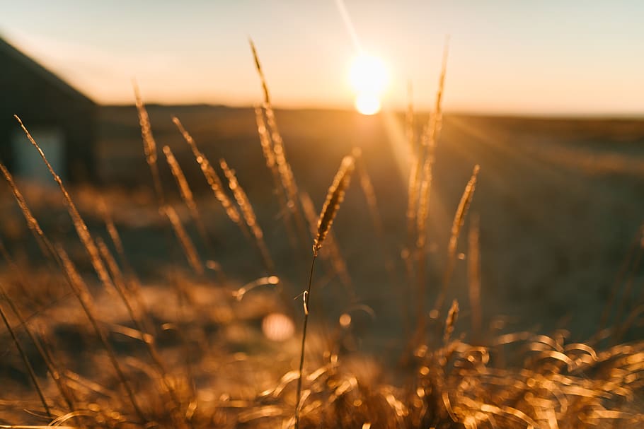 iarba maro, plantă, iarbă, lumina soarelui, natură, în aer liber, ușoară, semnal luminos, camp, alimente, legume și fructe, vegetal, cereale, cer, răsărit, soare, fotografie, pășune, mediu rural, vegetație, apus de soare, frumusețe în natură, teren, creştere, lentila flacara, nici o persoana, liniște, să se concentreze asupra primelor elemente, rază de soare, scenice - natura, agricultură, a închide, luminos, tulpină, timothy grass, 5K