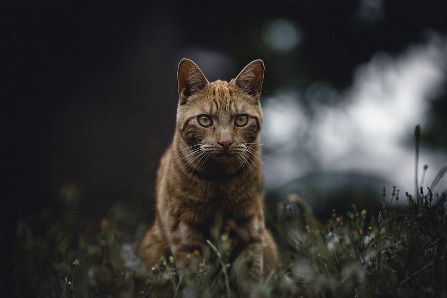 gatto tabby arancione, animale domestico, animale, mammifero, Manx, erba, natura, abissino, Helmond, gatto, umore, pianta, ritratto, buio, verde, all'aperto, acqua, acquatico, bokeh, gdl, un animale, animali domestici, domestico, guardando la fotocamera, gatto domestico, felino, nessuno, vista frontale, messa a fuoco selettiva, baffo, avvicinamento, soriano, occhio animale, 5K