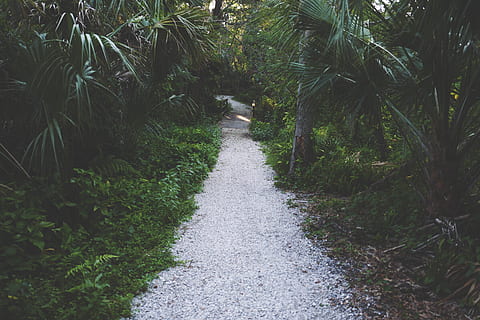 sentiero, circondato, alberi, pianta, direzione, crescita, la strada davanti, albero, nessuno, natura, bellezza nella natura, giorno, la tranquillità, colore verde, prospettiva decrescente, terra, all'aperto, scena tranquilla, scenics - natura, mezzi di trasporto, strada, stretto, percorso del giardino, 5K, CC0, dominio pubblico, privo di copyright