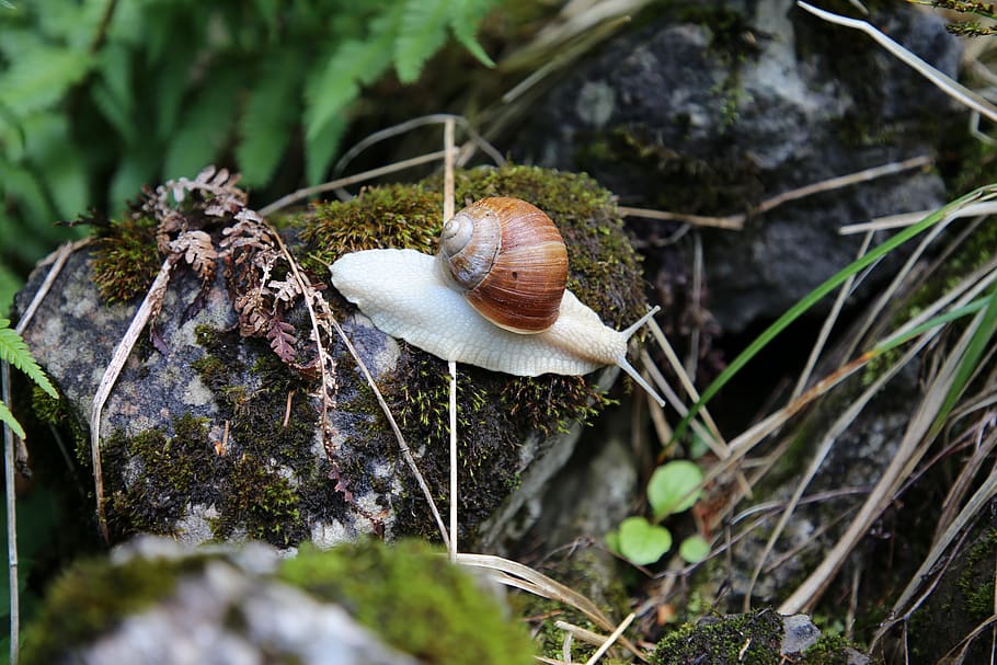 cargol, shell, rèptil, carcassa, mol·lusc, gasteròpode, planta, invertebrat, primer pla, naturalesa, enfocament selectiu, bolets, dia, cap gent, molsa, temes d'animals, fauna animal, terra, arbre, animal, closca d’animals, animals a la natura, a l'aire lliure, toadstool, 5K