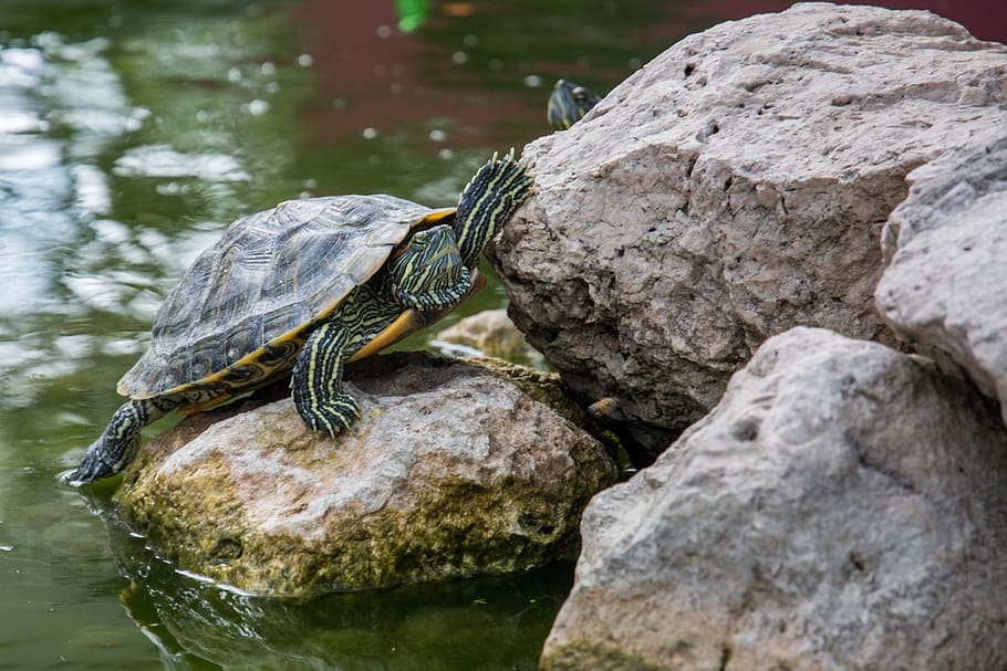 tortuga, shell, animal, roques, aigua, temes d'animals, un animal, fauna animal, animals a la natura, rèptil, vertebrats, rock, rock - object, sòlid, centrar-se en primer pla, dia, cap gent, naturalesa, amfibi, llac, llangardaix, primer pla, a l'aire lliure, 4K
